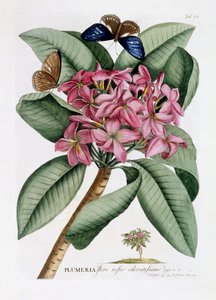 Plumeria, ca. 1749 (handkolorierter Stich)